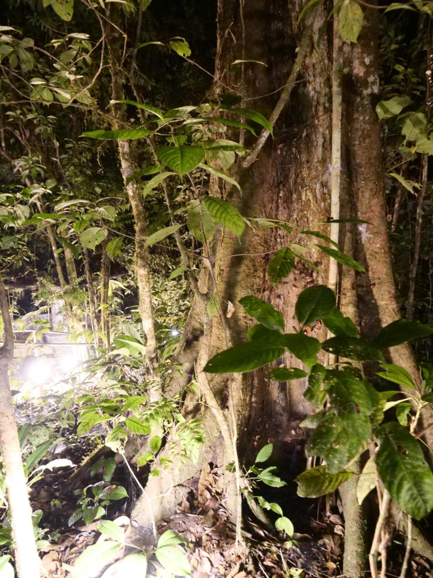 Arahuana Jungle Resort & Spa تينا المظهر الخارجي الصورة